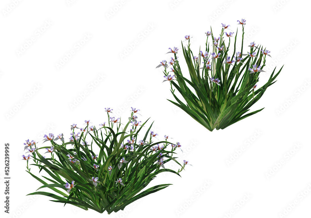Tropical plants on a transparent background
Tropical plants on a transparent background