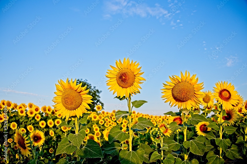 Fototapeta premium Summer Sunflowers in Umbria Italy
