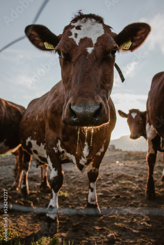 A drooling curious Norwegian red cow at sunset in Lofoten