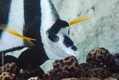 Face of a longfin bannerfish in Koh Tao coral reefs, Thailand photo