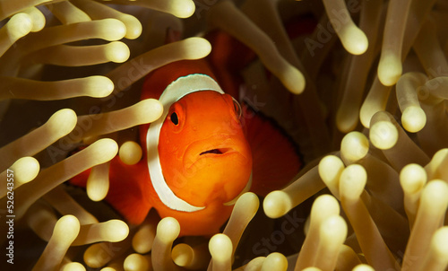 Fotografia clown fish in anemone