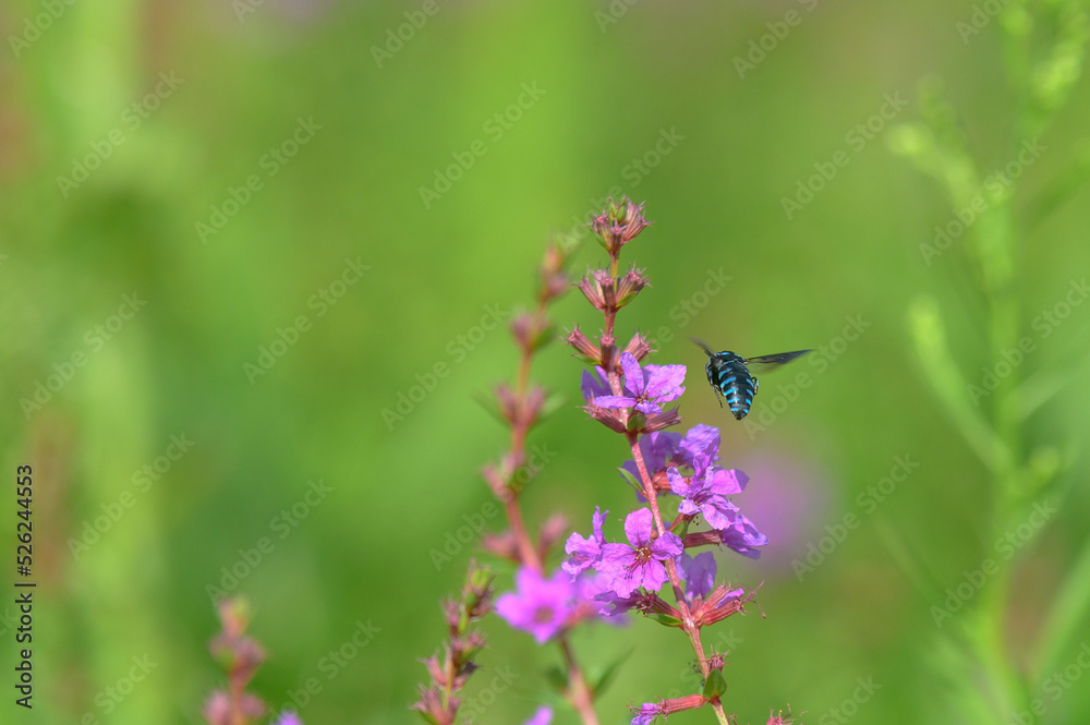 多年草のミソハギと絶滅危惧種のブルービー