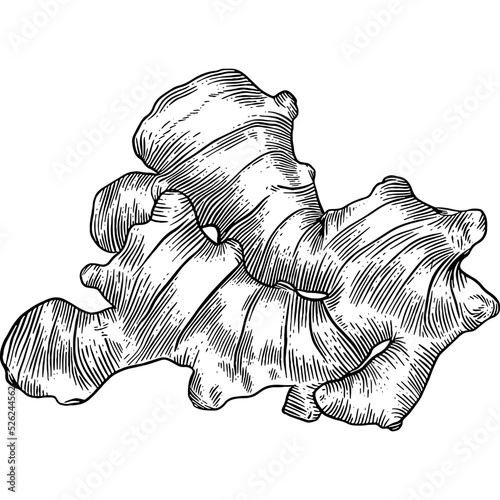 Hand drawn Ginger