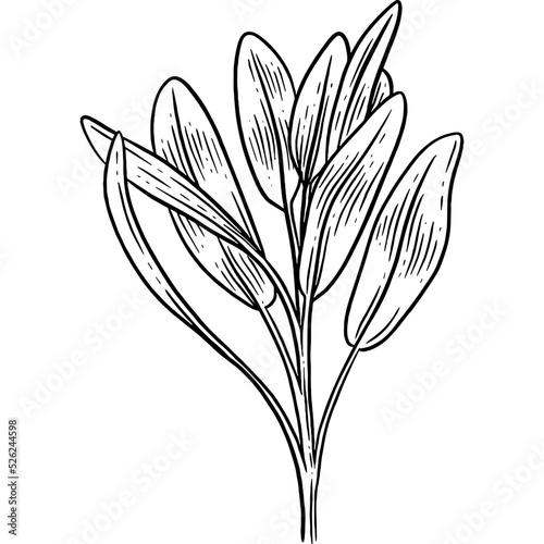 Hand drawn Sage Leaves
