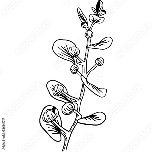 Hand drawn Caper Plant