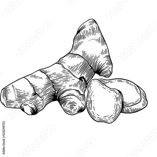 Hand drawn Ginger
