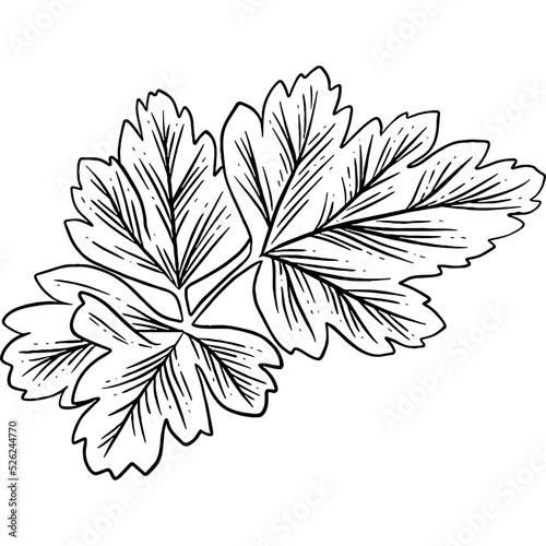 Hand drawn Parsley Leaves