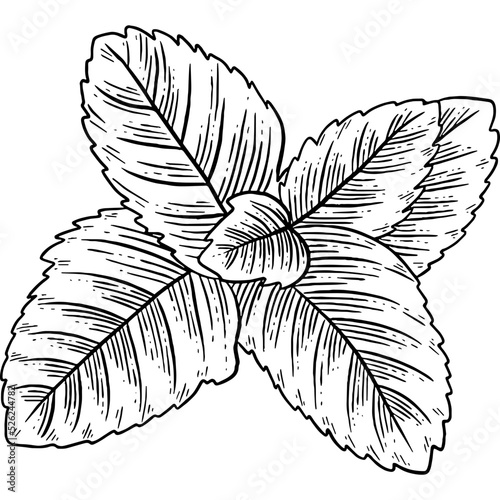 Hand drawn Mint Leaves