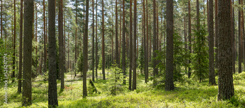 Pine tree forest landscape. Forest therapy and stress relief. © Conny Sjostrom