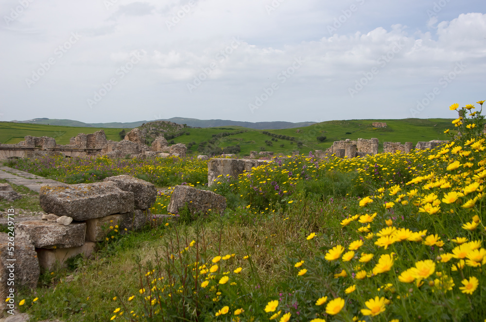 Yellow African daisy wild flowers amongst roman era ruins, Dougga, Tunisia