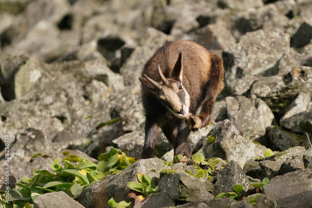 Obraz premium Portrait of a chamois in its natural habitat. Rupicapra rupicapra. Animal from Alp.