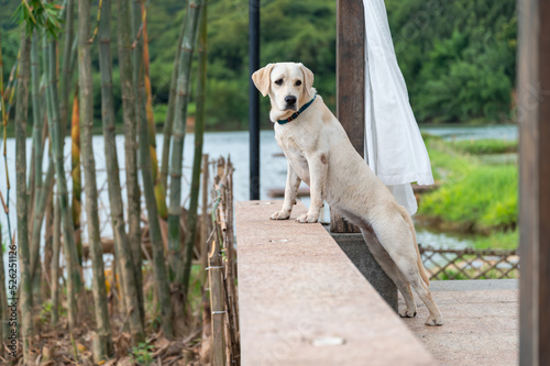 Labrador dog lying on the fence by the lake