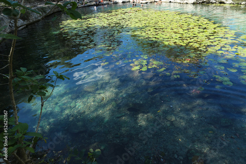 Dzibilchaltun, Mexico, :Cenote Xlacah situated in Dzibilchaltun zona archeologica area in Mexico