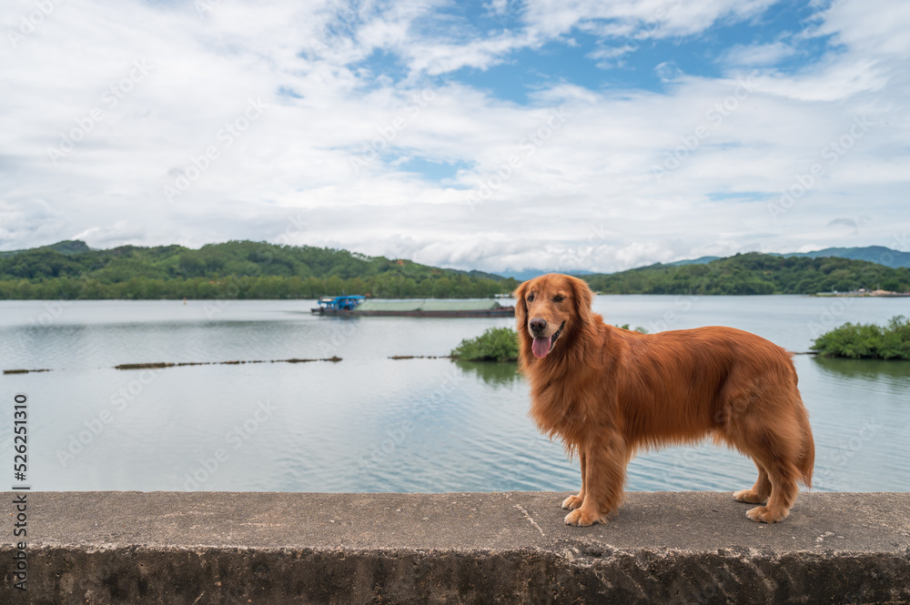 Golden Retriever standing by the lake