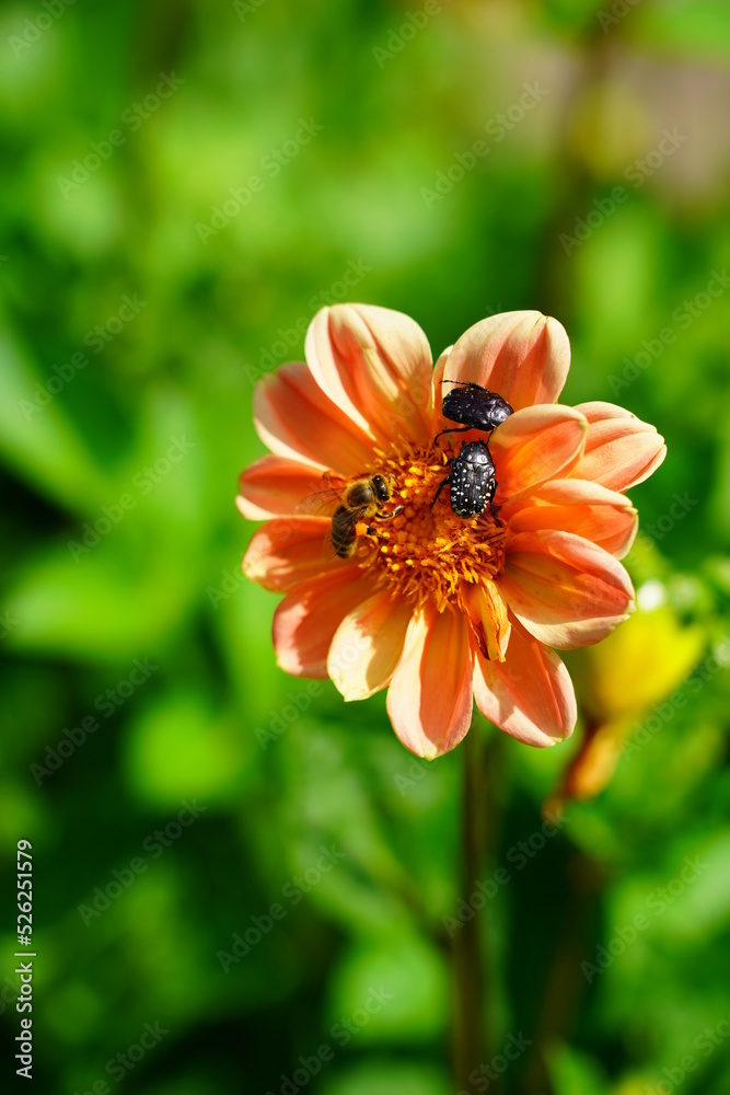 Dahlia, georginia and insect - Beautiful dahlia flower in the garden Dahlia, georginia and insect - Beautiful dahlia flower in the garden