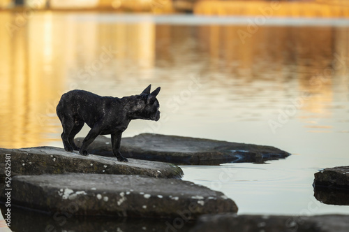 black frenchie standing on a rock at a lake at golden sunrise