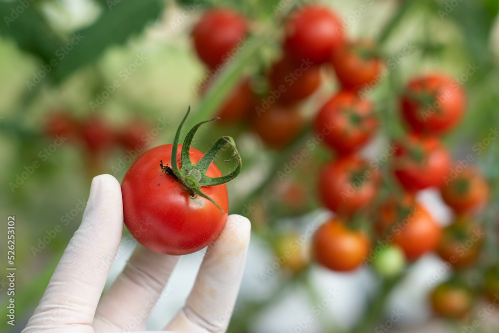 Red tomato fruits with worm borer insect infestation in organic farming