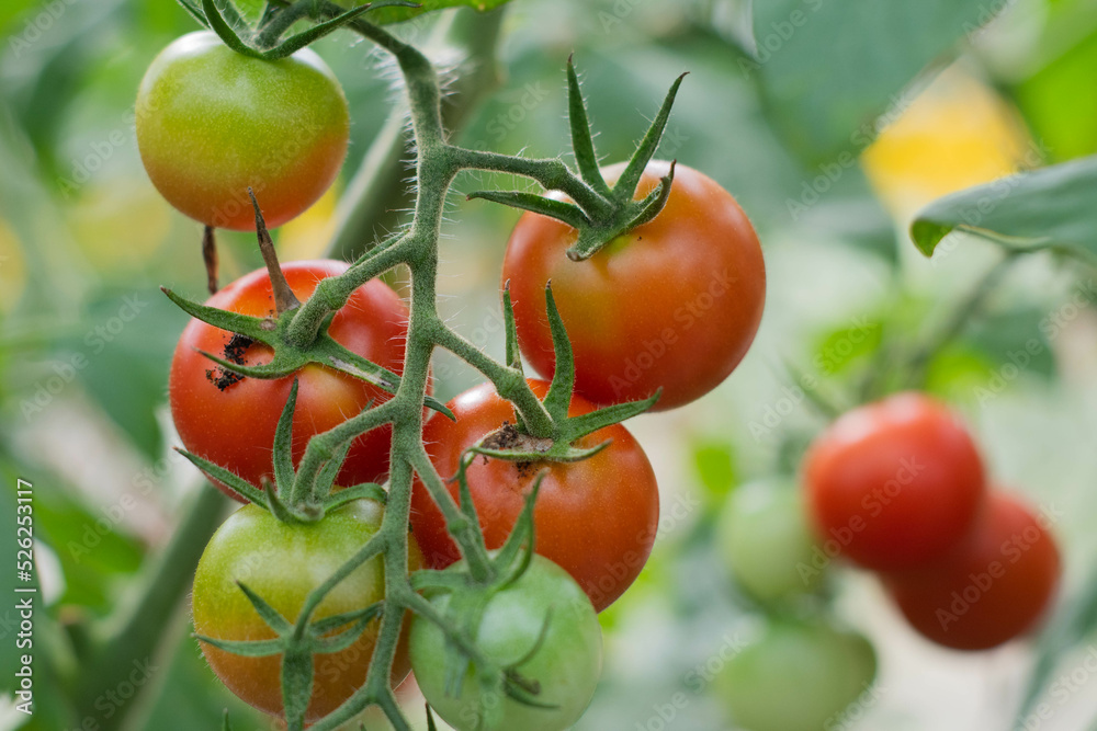 Red tomato fruits with worm borer insect infestation in organic farming.