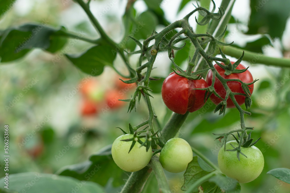 Obraz premium Hand holding race skin, cracks race tomato. Disorder symptom of tomato due to strong sunlight and too much water.