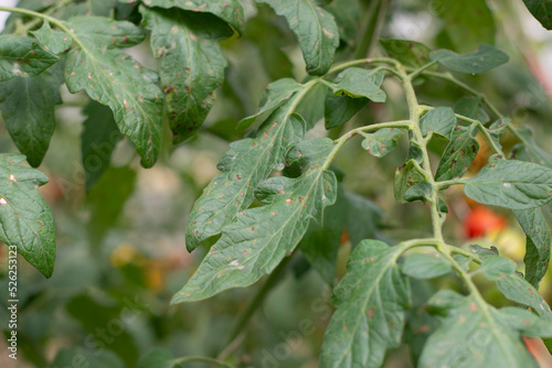 Tomato leaf spot disease infected on green leaf.