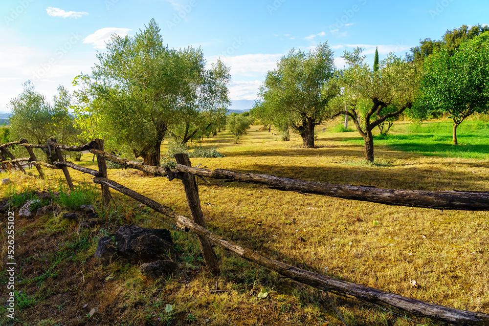 Olive grove with wooden fence at sunset on a summer day.