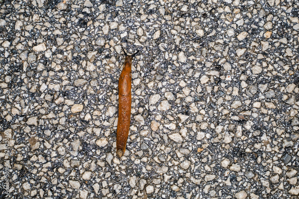 Spanish Slug (Arion lusitanicus - Arion vulgaris) Spanish Slug (Arion lusitanicus - Arion vulgaris)