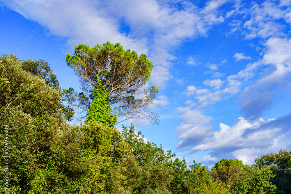 Treetops in the lush forest and blue sky with clouds at sunset on a summer day.