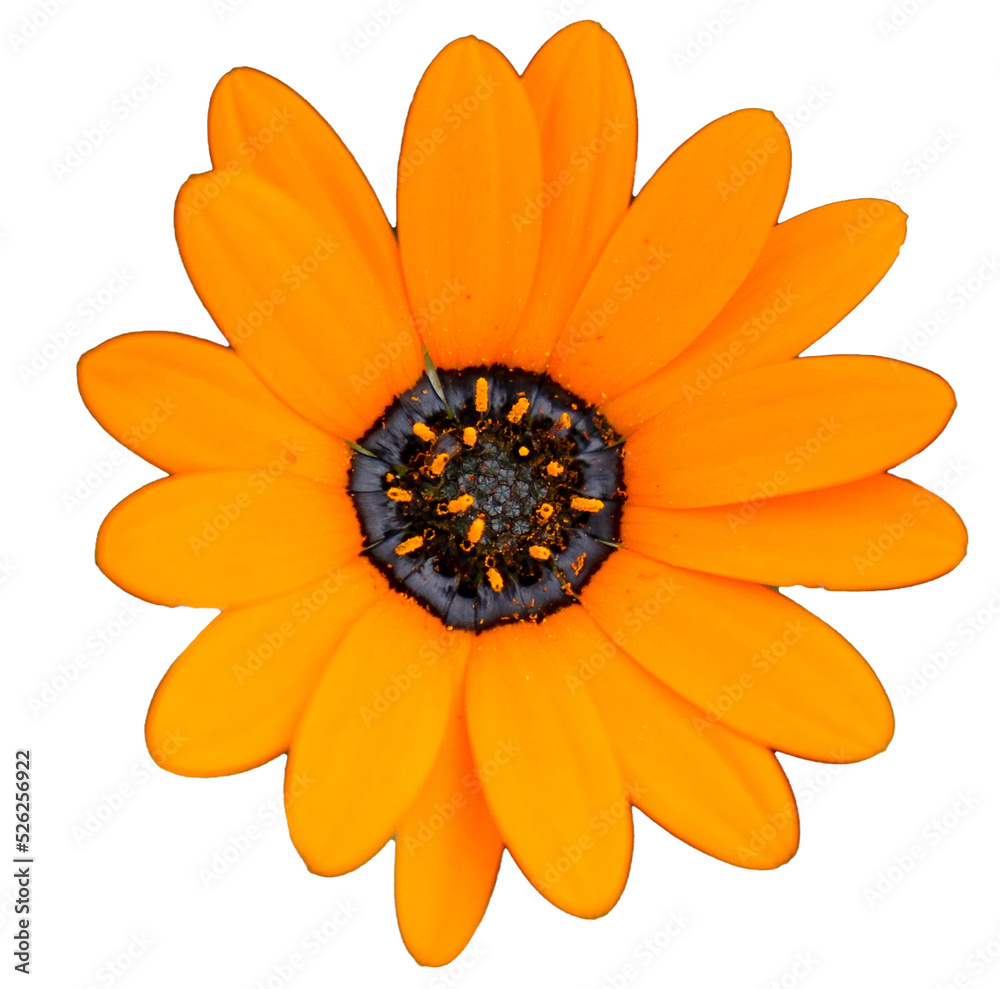 Pink flower with yellow center - png clear background file