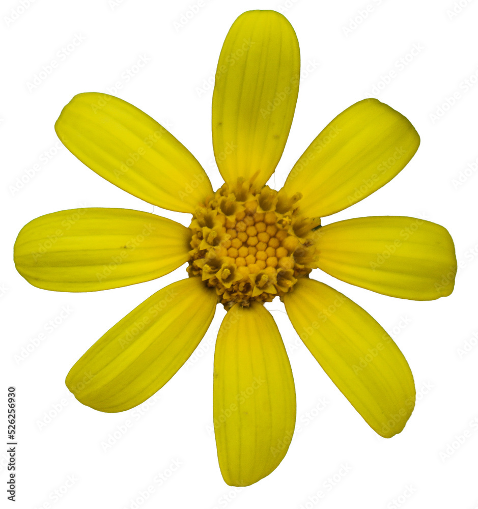 Daisy, yellow with transparent background, png file