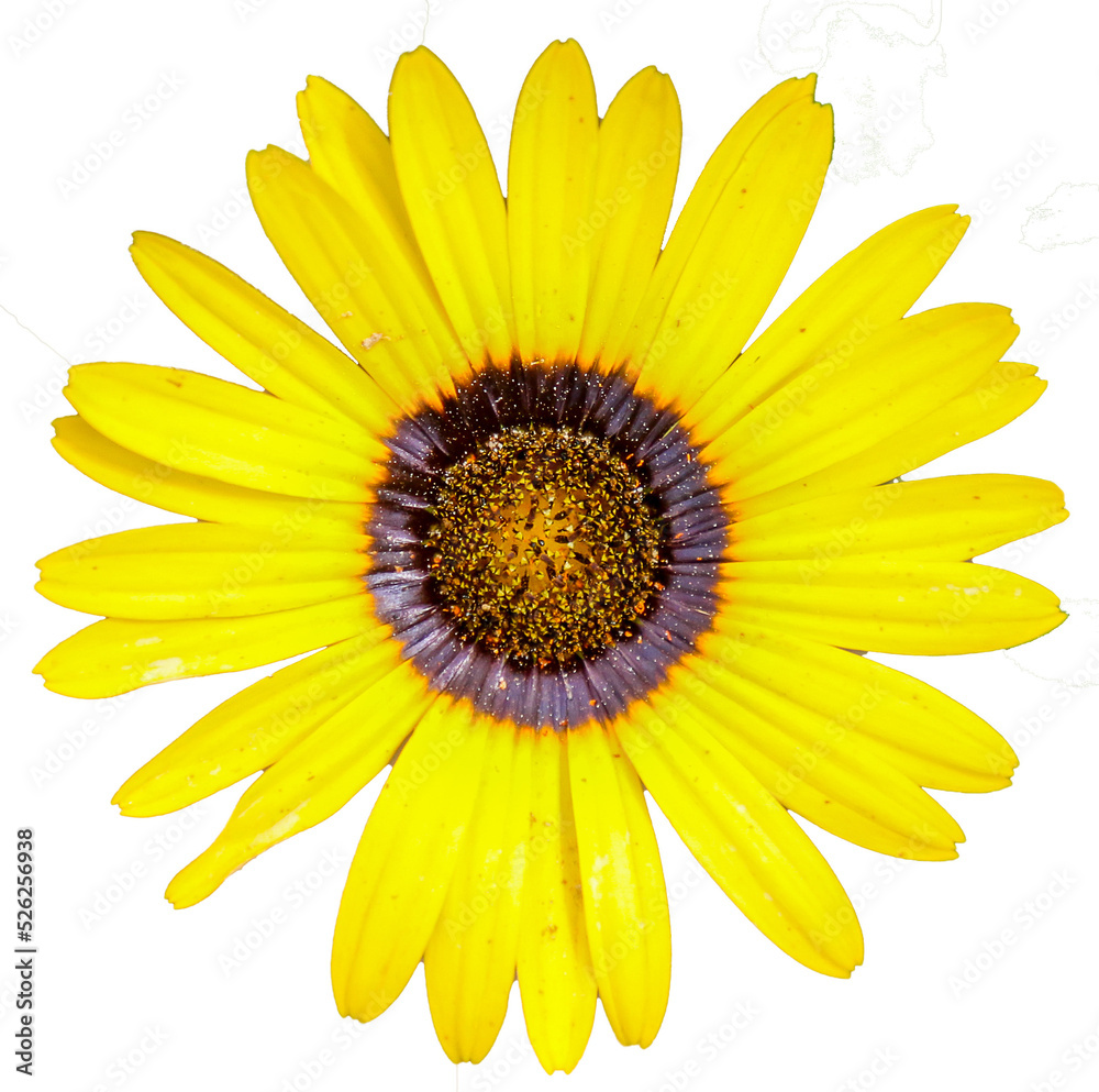 Daisy flower, yellow PNG file transparent background