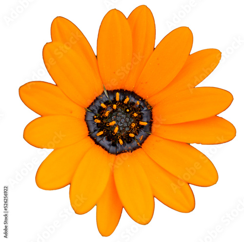 Obraz na płótnie Pink flower with yellow center - png clear background file w salonie
