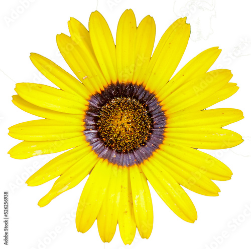 Obraz na płótnie Daisy flower, yellow PNG file transparent background w salonie