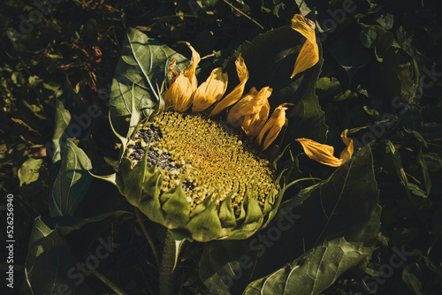 A ripe sunflower lies on the green grass, the petals have fallen off, in asunny sunset beam photo