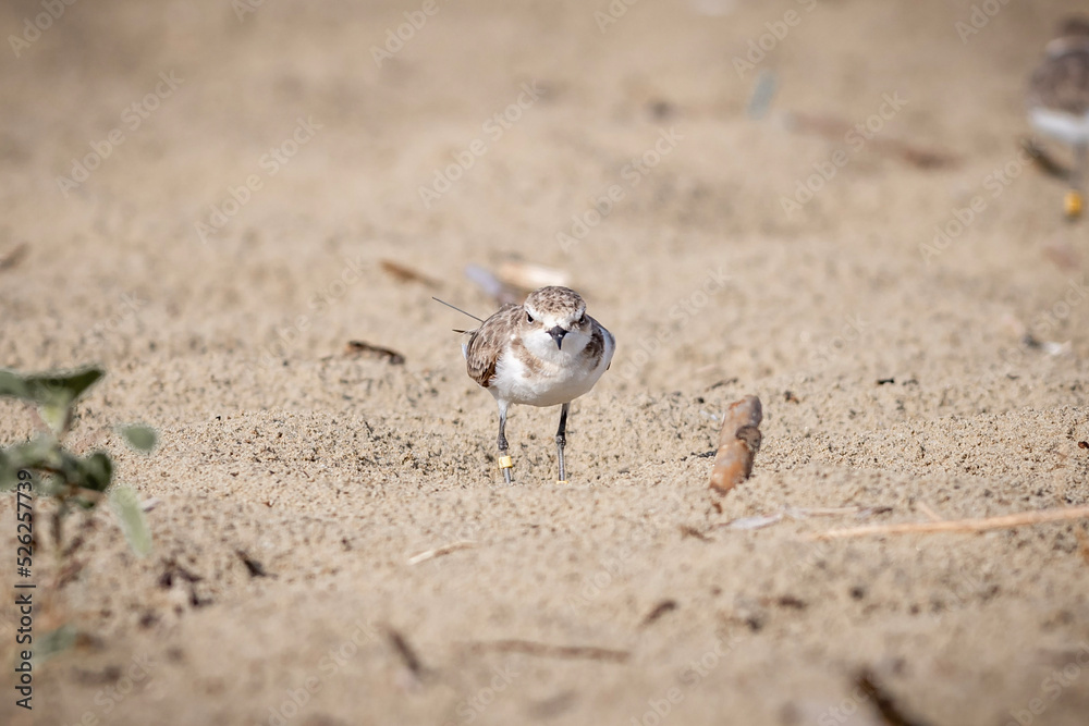 chicken on the sand