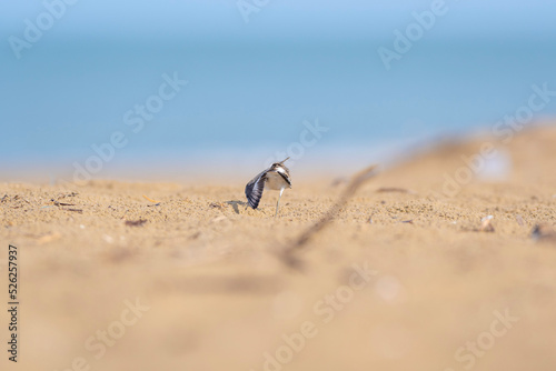 wild bird in the desert