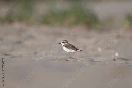 black headed gull