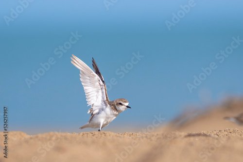 kite in flight