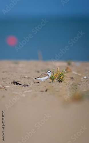 tree on the beach