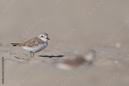 sparrow on the beach