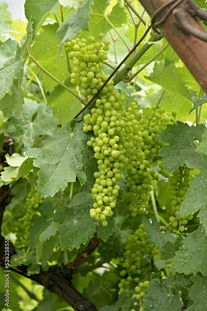 Noble grapes on the vine Noble grapes on the vine