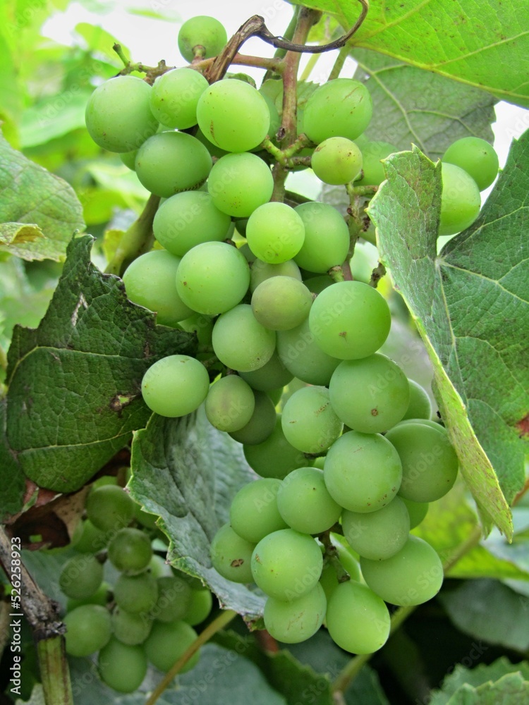 Noble grapes on the vine Noble grapes on the vine