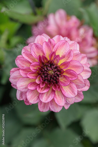 Flamed dahlia blossom in pink color shades.