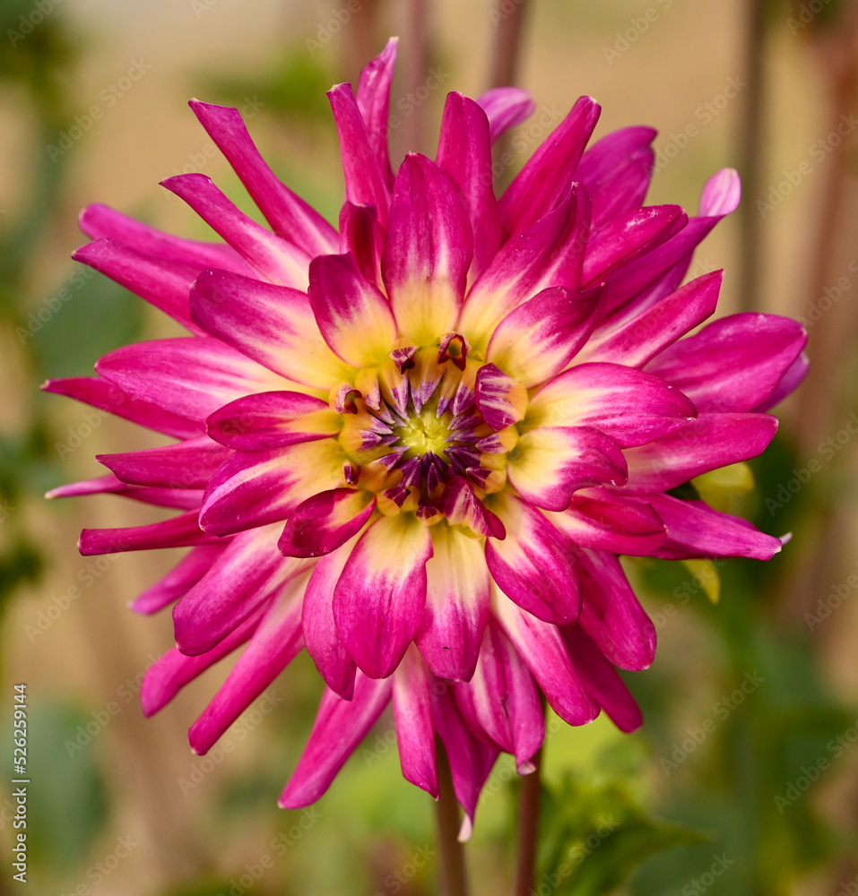 Beautiful close-up of a pink dahlia