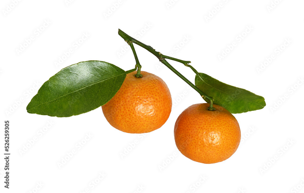 Twig with tangerines and green leaves isolated Twig with tangerines and green leaves isolated