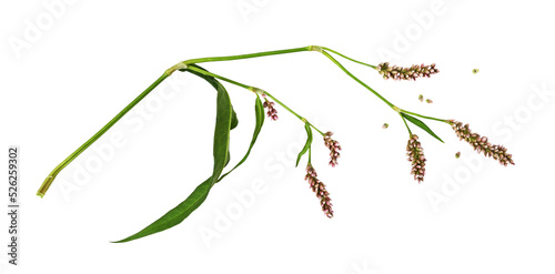Twig of Persicaria flowers ...