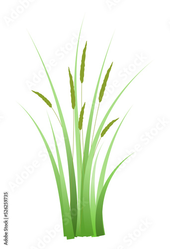 reeds grass png