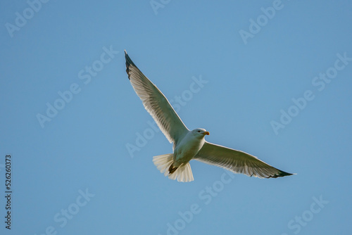 Yellow-legged gull, Larus michahellis atlantis in flight. Turkey