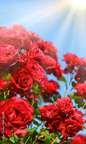Natural background of rose bush
