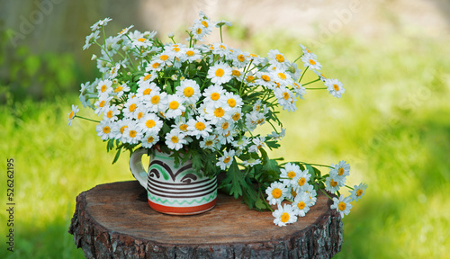 Natural background with chamomile flowers