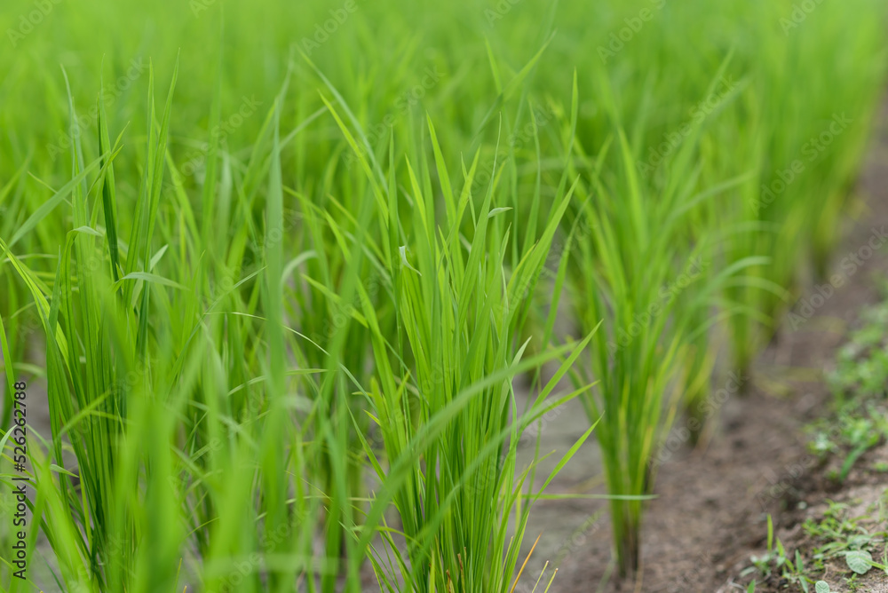 growing rice plant, growing plant, pattern of rice, farm rice agriculture,